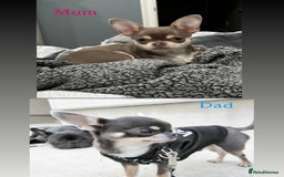 Chihuahua dogs for sale: Gorgeous lilac and tan chihuahua puppy - Advert 6
