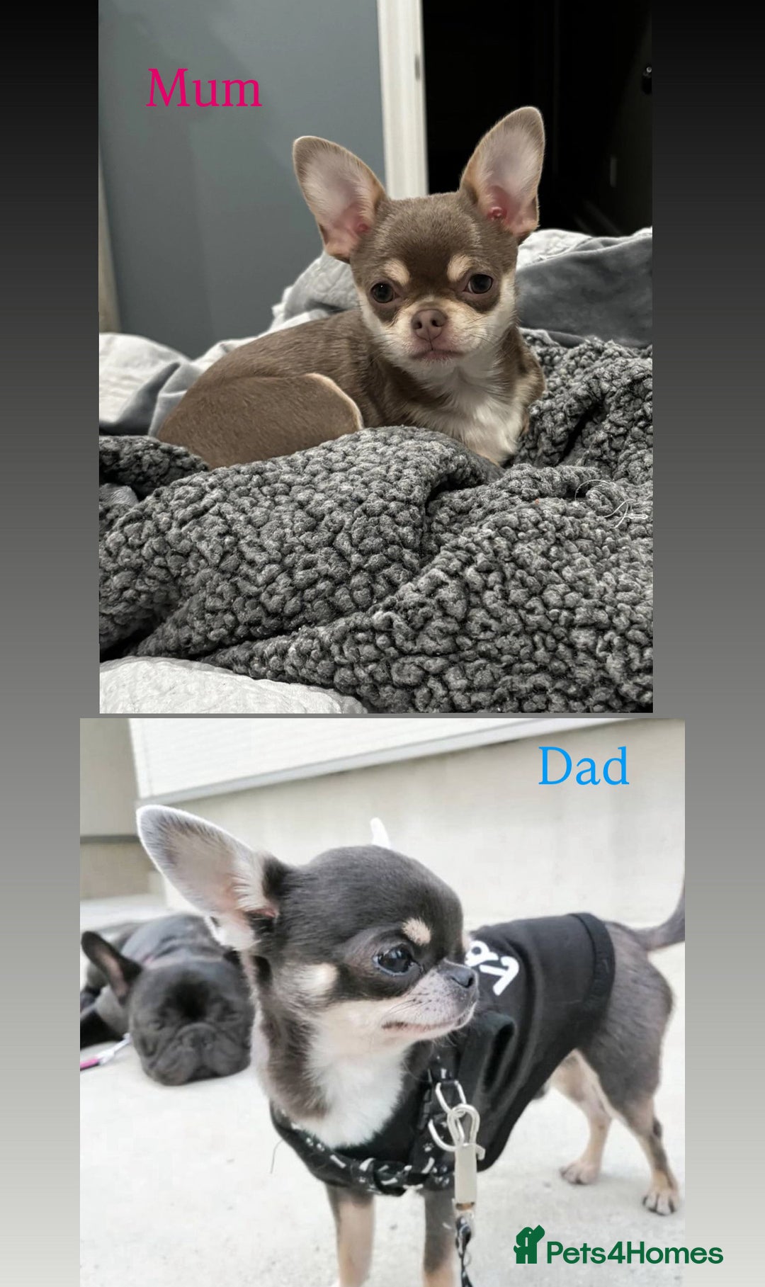 Chihuahua dogs for sale: Gorgeous lilac and tan chihuahua puppy - Advert 6
