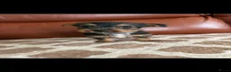 Yorkshire Terrier dogs for sale: Yorkshire terrier puppies - Advert 9