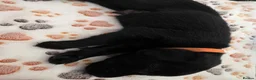 Labrador Retriever dogs for sale: Beautiful labrador puppies  - Advert 9