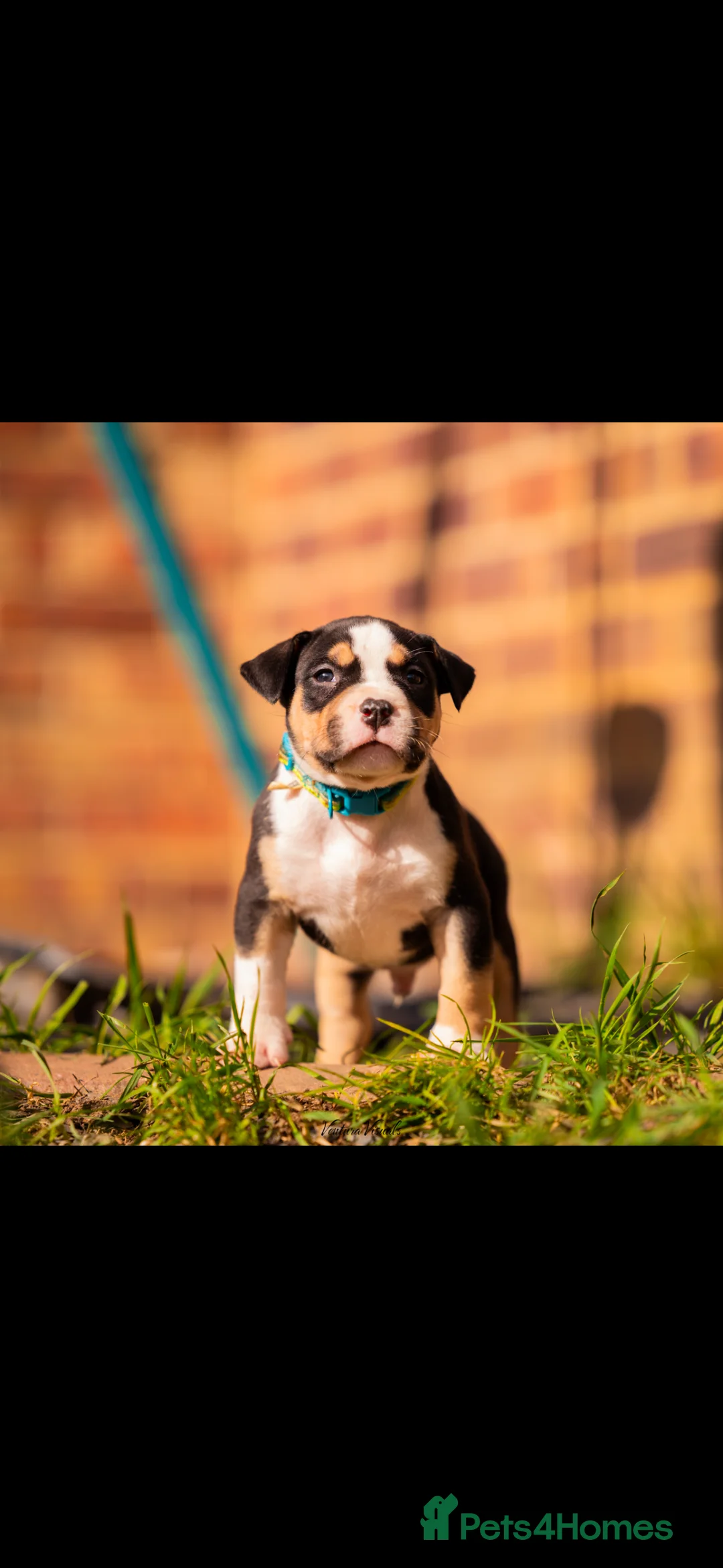 Mixed Breed dogs for sale: 7 beautiful puppy’s for sale in Witham - Advert 1