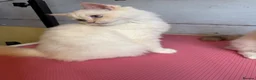 Perdoll cats for sale: ⭐️Ready Now  kittens  - Advert 10