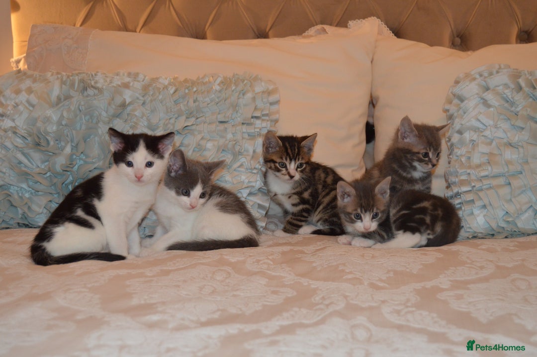 Mixed Breed cats for sale: 6 Adorable Playful Kittens for Sale - Image 32