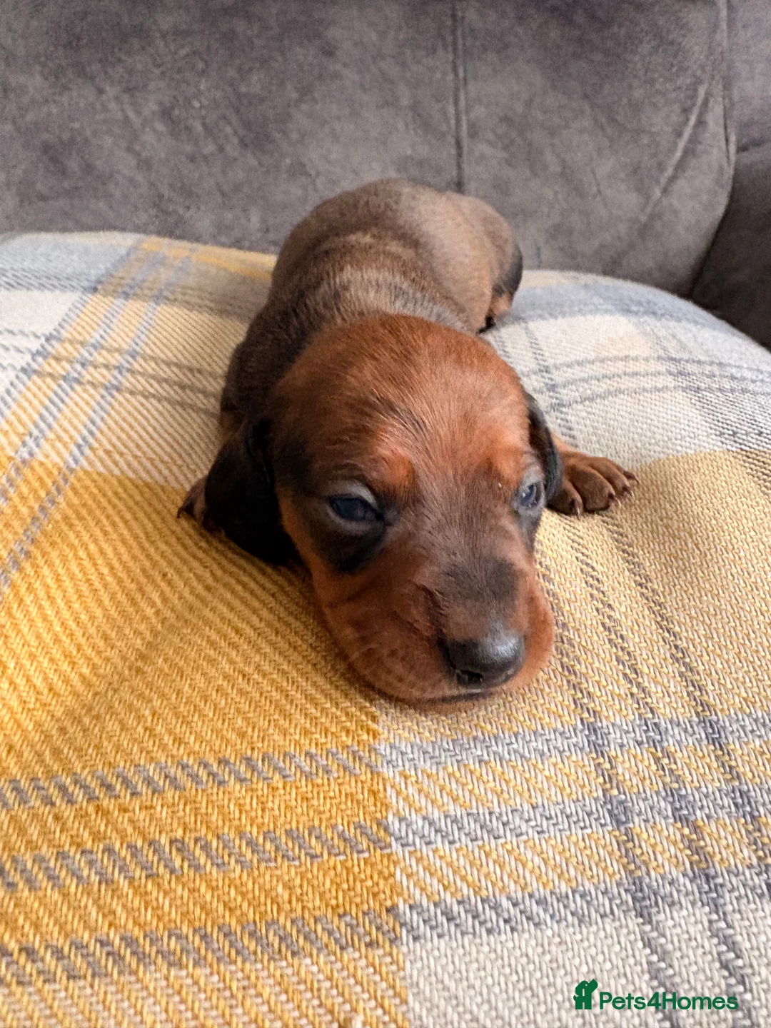 Miniature Dachshund dogs for sale: Stunning Miniature dachshund puppies - Advert 2