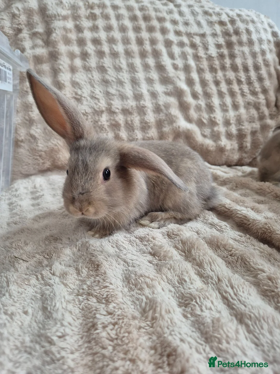 Mini Lop rabbits for sale: Mini lops beige / grey / black / white - Advert 2