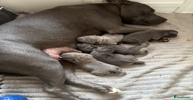 Staffordshire Bull Terrier dogs - Advert 7