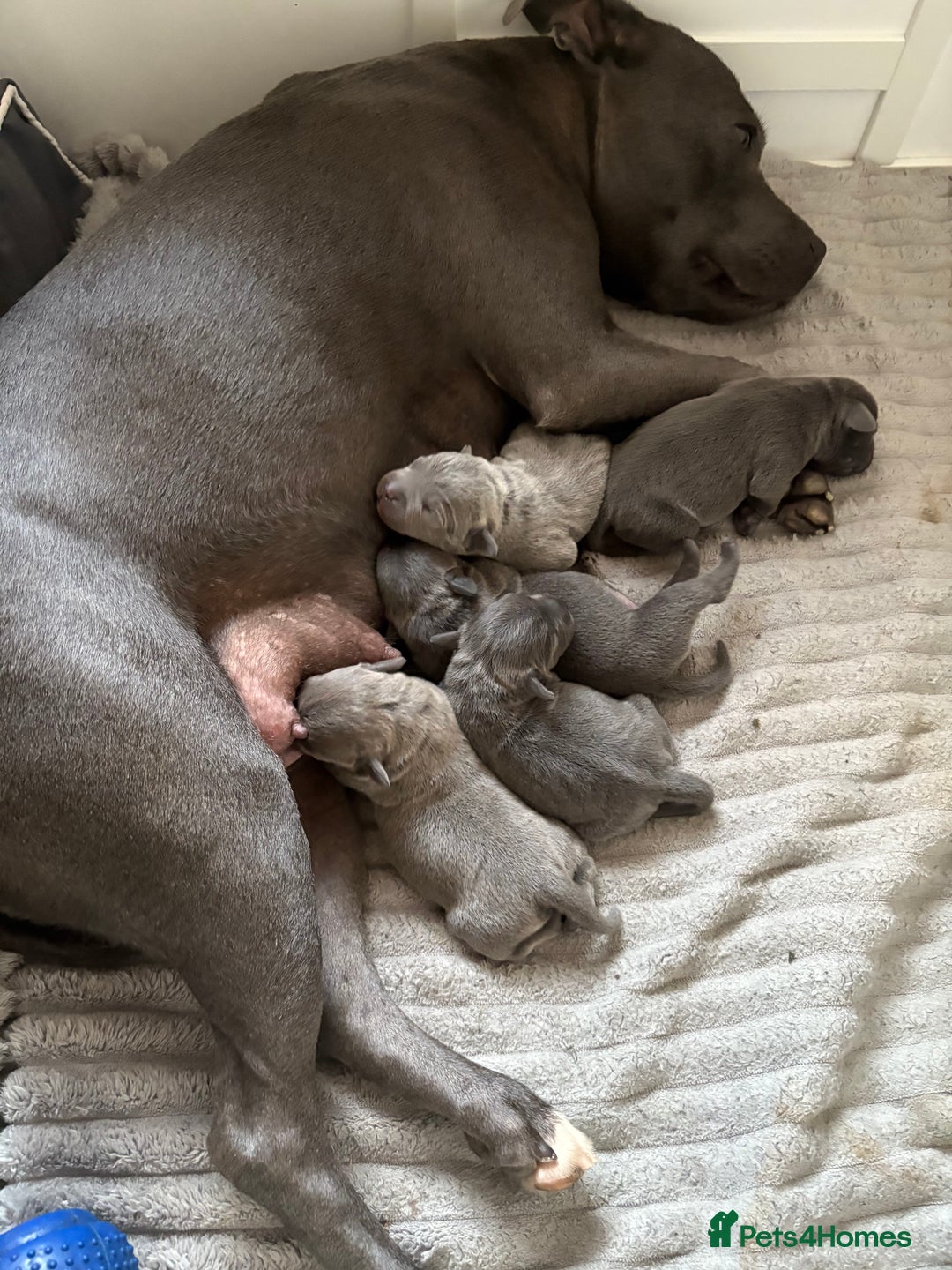 Staffordshire Bull Terrier dogs for sale: Blue Staffordshire Bull Terrier KC registered  - Image 16