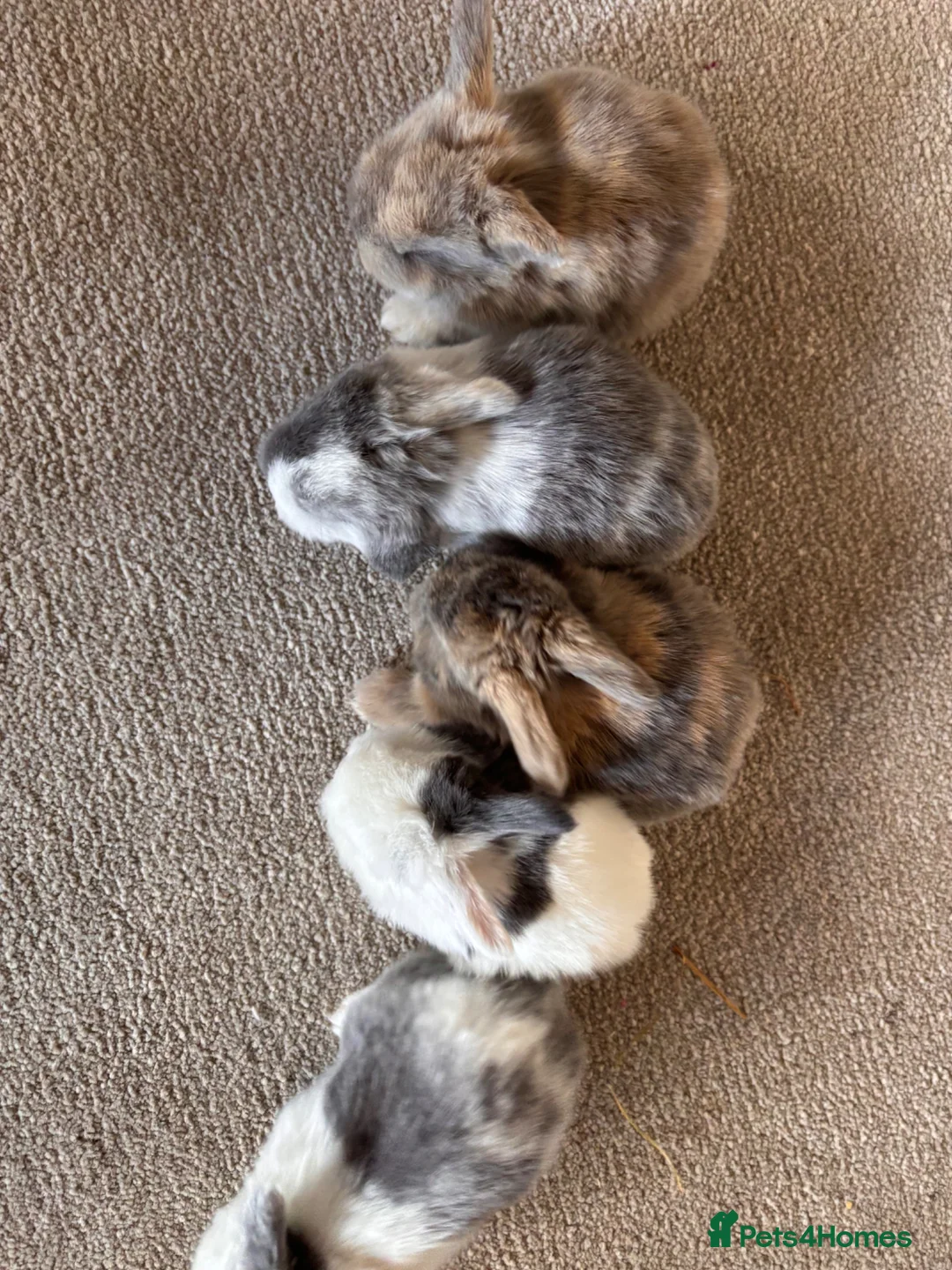 Mini Lop rabbits for sale: Mini lops for sale - Advert 2