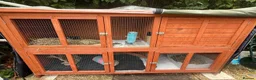 Guinea Pig rodents for sale: 1 year old Guinea Pigs and Hutch in Poole - Advert 5