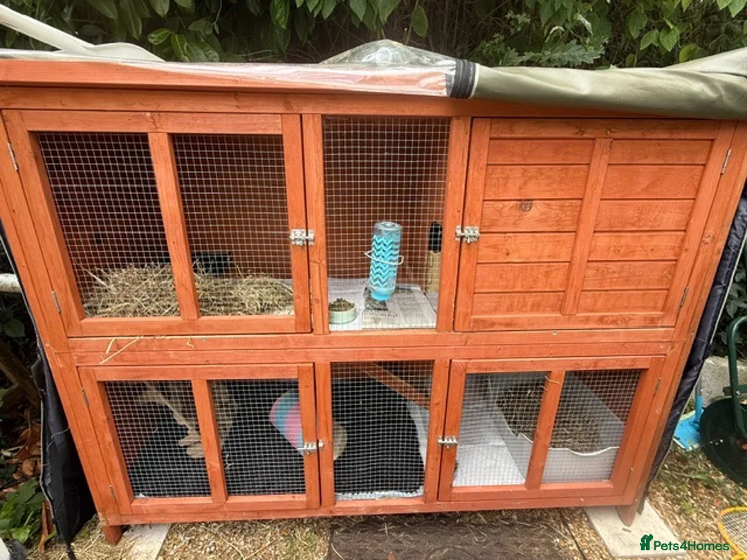 Guinea Pig rodents for sale: 1 year old Guinea Pigs and Hutch in Poole - Advert 5