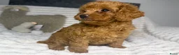 Toy Poodle dogs for sale: Toy poodle  puppies  - Advert 17
