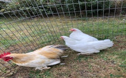 Chickens poultry for sale: Peking Bantam Trio - Image 1