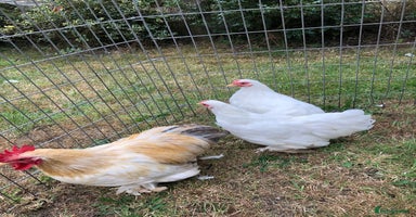 Chickens poultry - Advert 2