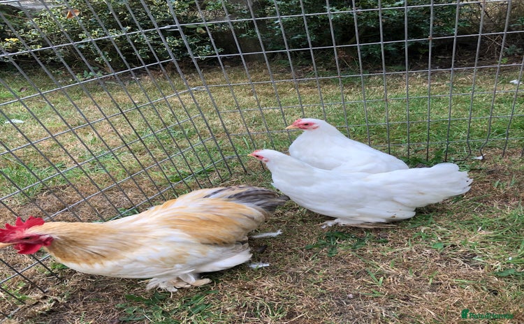 Chickens poultry - Advert 2