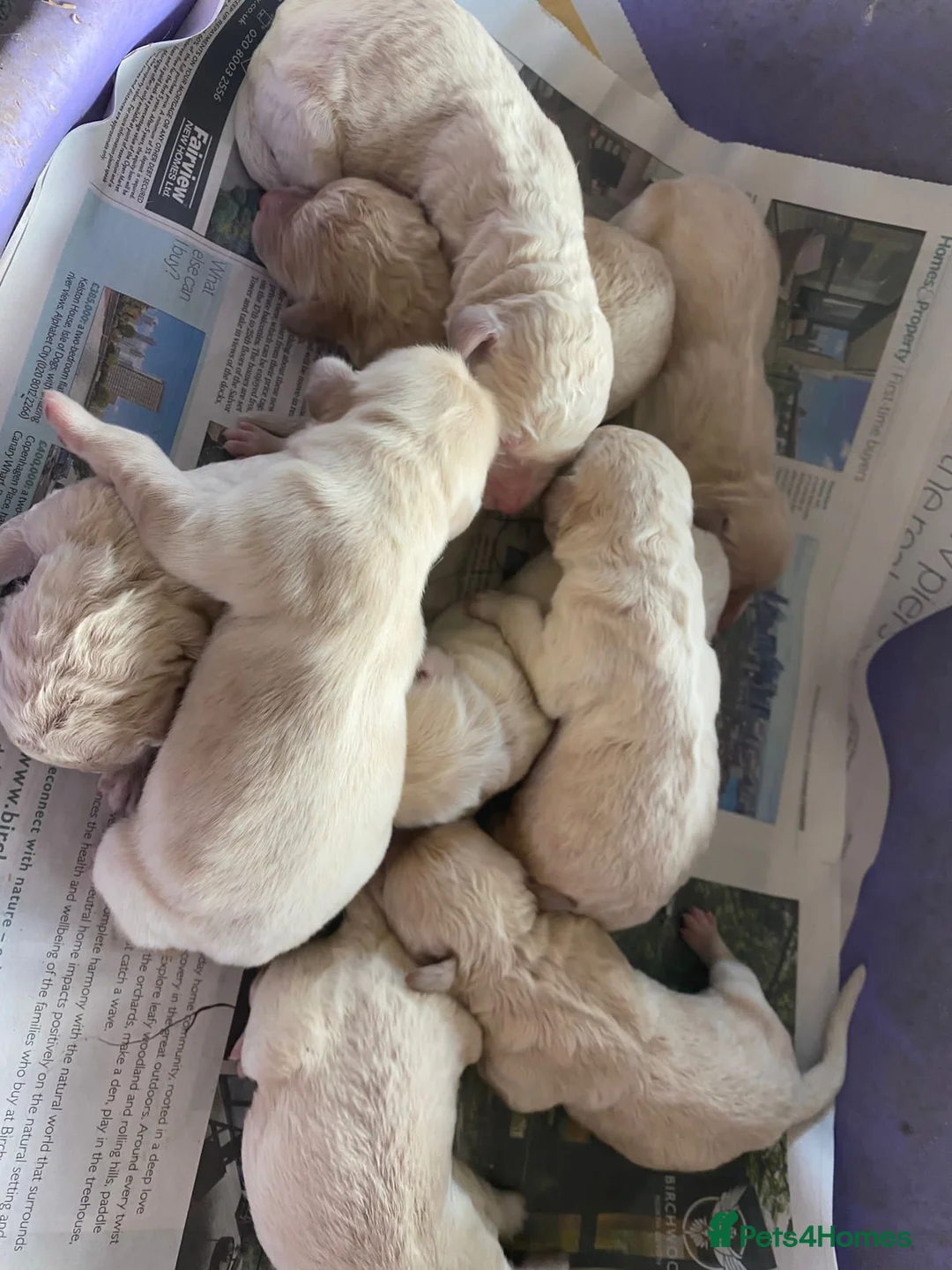 Labradoodle dogs for stud: Labradoodle Stud - Proven in Worthing - Advert 24