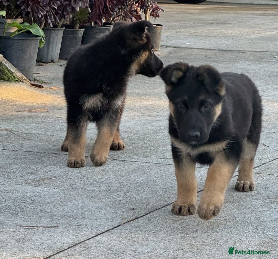 German Shepherd dogs ♔♛Deligent GSD Puppies for Sale –♔♛ - Advert 3