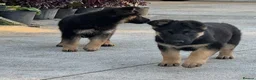 German Shepherd dogs for sale: ♔♛Deligent GSD Puppies for Sale –♔♛ - Advert 1
