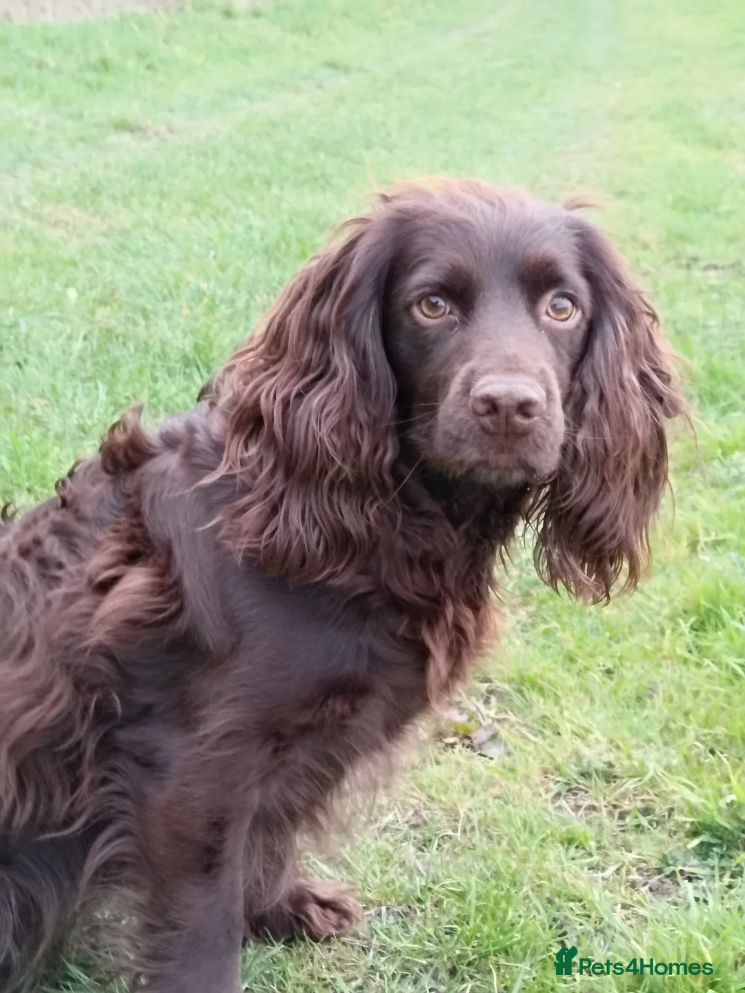 Cocker Spaniel dogs for sale: Working Cocker Spaniel  in Chester-le-Street - Advert 2