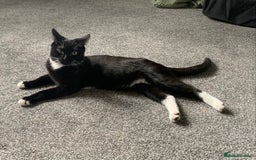 Mixed Breed cats for sale: Socks - Image 2