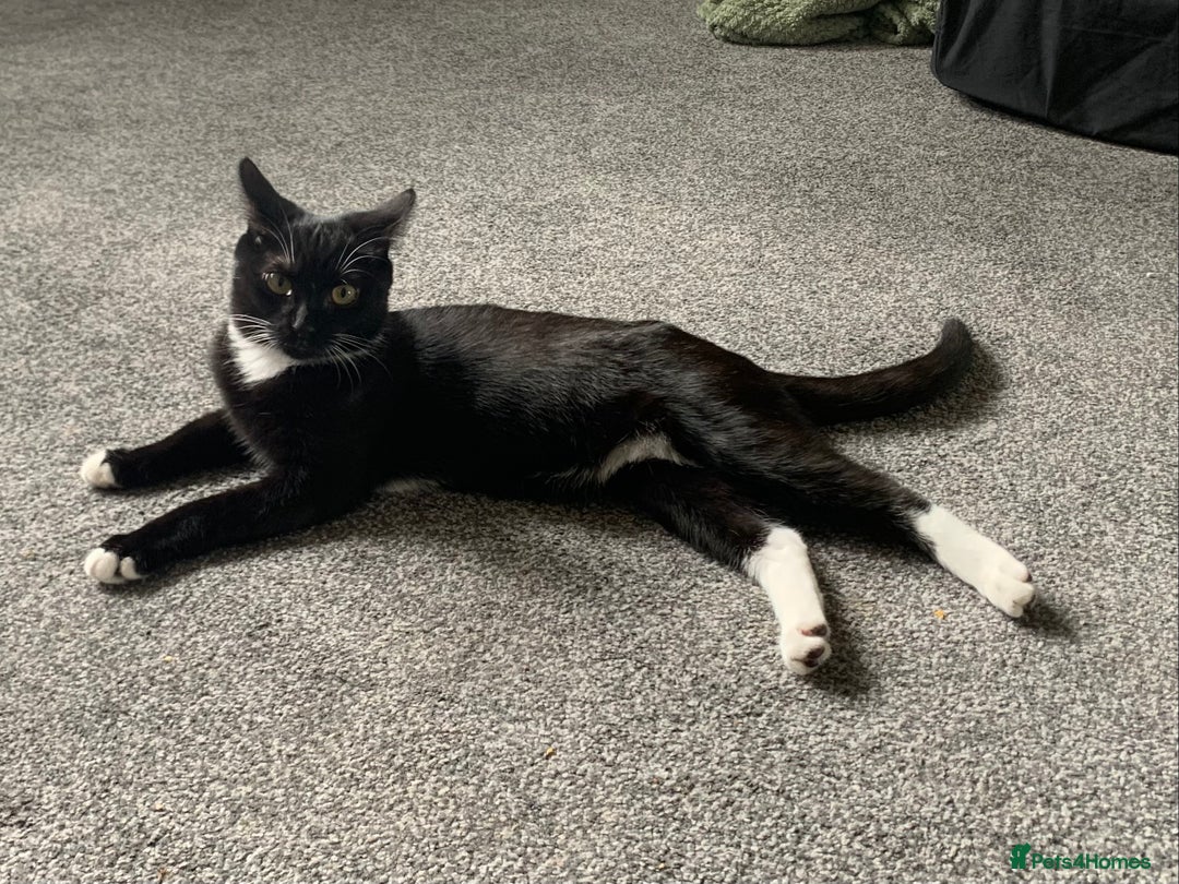 Mixed Breed cats for sale: Socks - Image 2