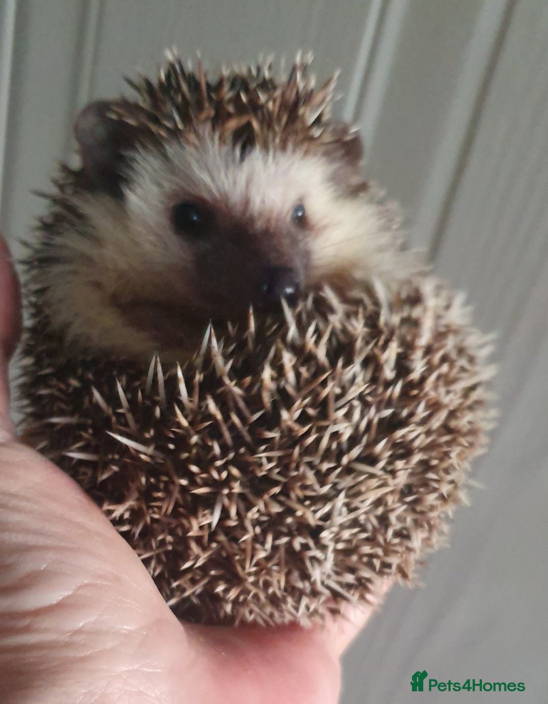 Pygmy Hedgehog rodents for sale:  Full pedigree Baby African pygmy hedgehogs  - Advert 7