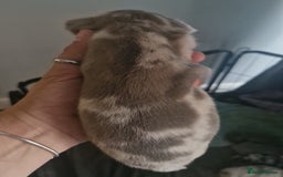 French Bulldog dogs for sale: Female merl - Image 2