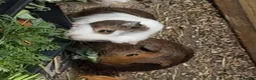 Guinea Pig rodents for sale: 2 sister guinea pigs - Advert 3