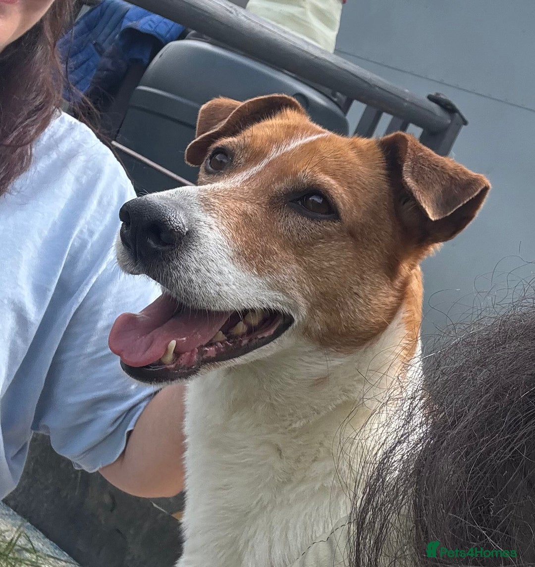 Mixed Breed dogs for adoption: Stevie, female, for foster or adoption - Image 2