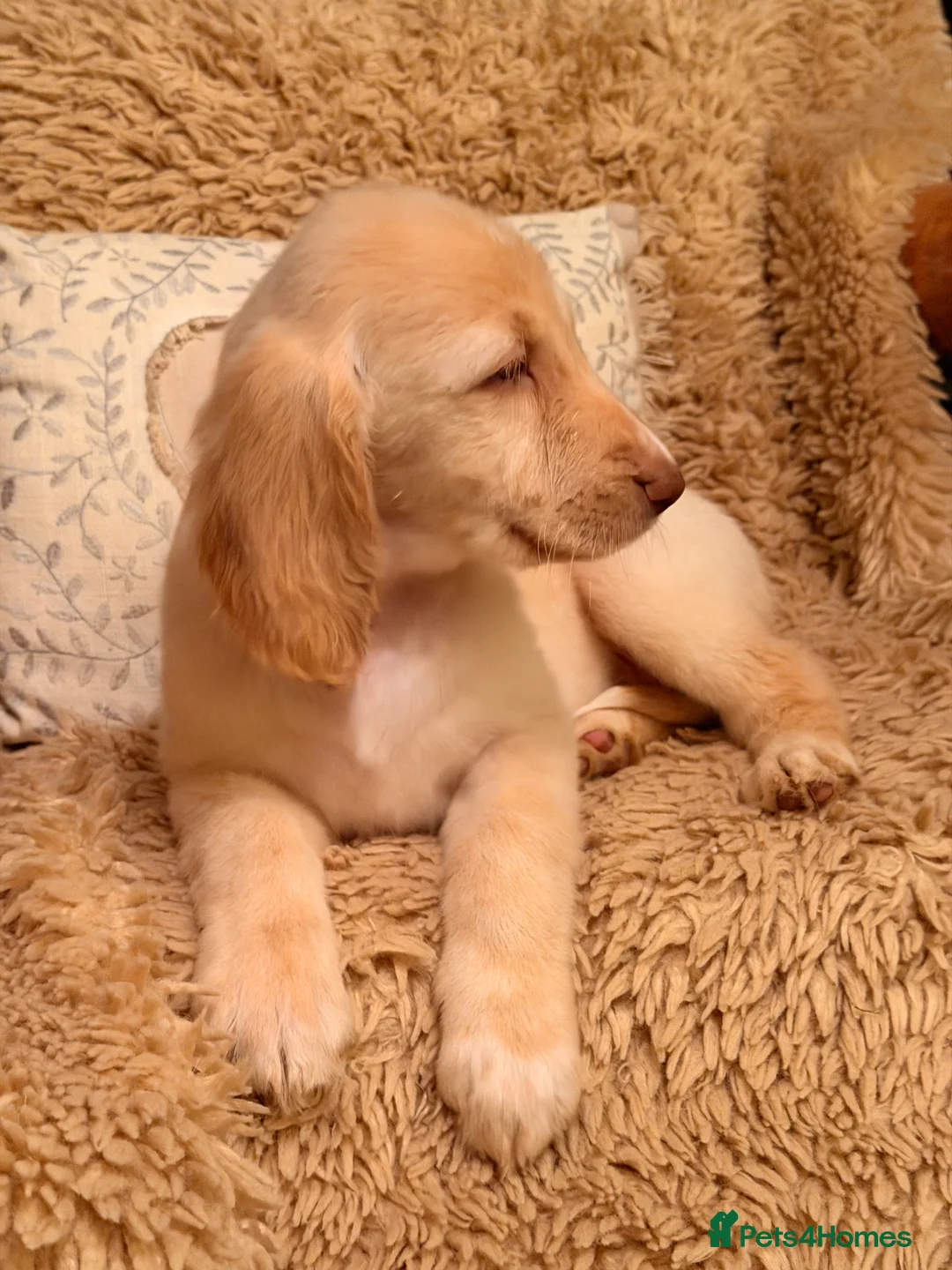 Mixed Breed dogs for sale: Brafghano pups  - Advert 4