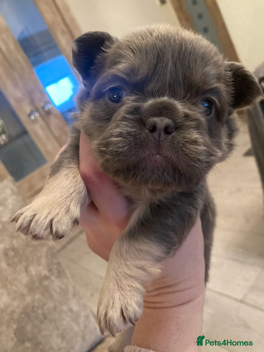 French Bulldog dogs for stud: french bulldog fluffy stud  in Glasgow - Advert 11