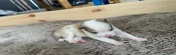Pomsky dogs for sale: Rare Pomsky pups - Gorgeous miniature Husky’s in Whitley Bay - Advert 25