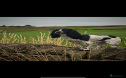 Sprocker dogs for sale: Beautiful working cocker spaniel pups FB1 - Advert 11