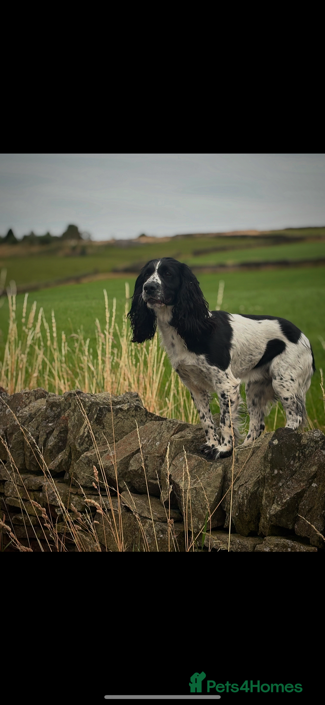 Sprocker dogs for sale: Beautiful working cocker spaniel pups FB1 - Advert 11
