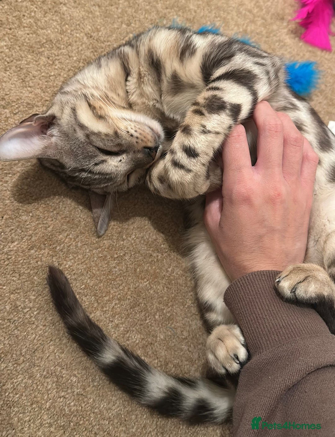 Bengal cats for sale: Rehoming Silver Bengal  - Image 2