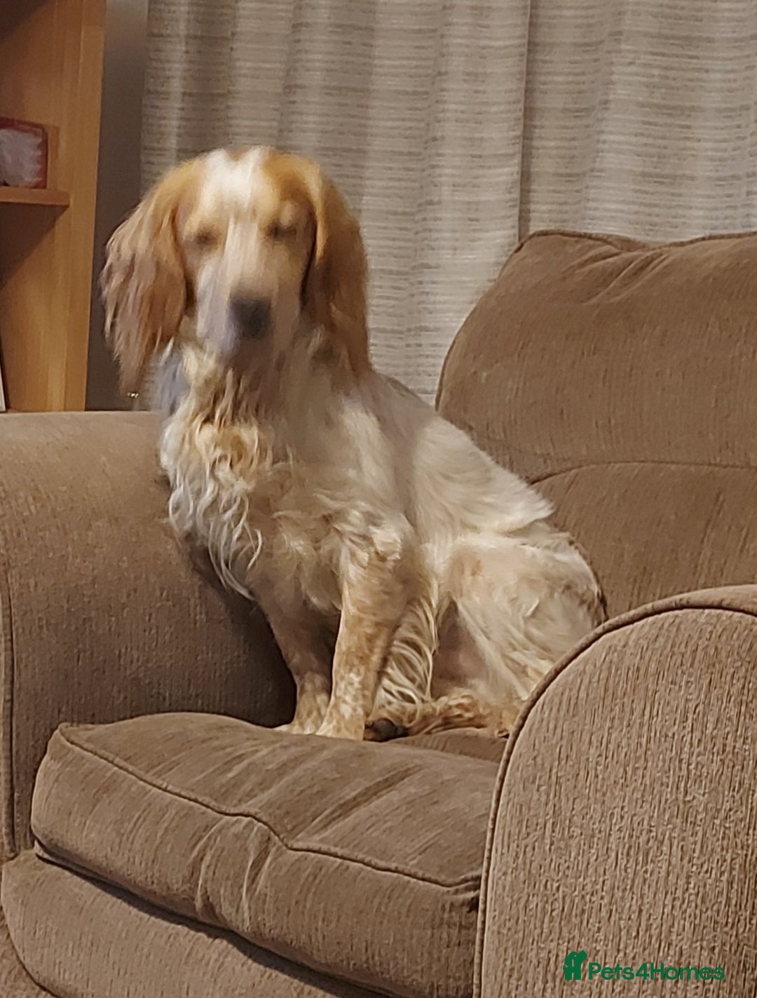 Cocker Spaniel dogs for sale: Looking for forever home - Advert 2