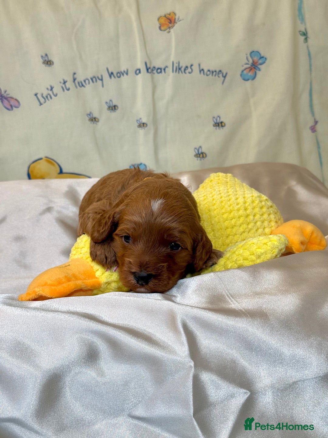 Cavapoo dogs for sale: 6 Cute Cavapoo puppies 6 - ready for homes in feb  - Advert 30