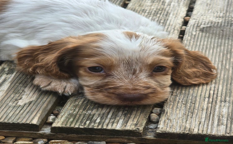 Cocker Spaniel dogs - Advert 10