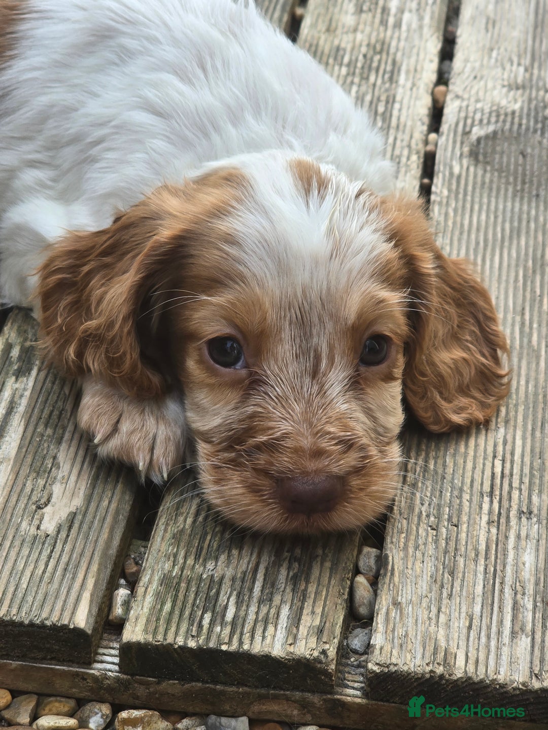 Cocker Spaniel dogs for sale: Cocker spaniel puppies  - Image 1