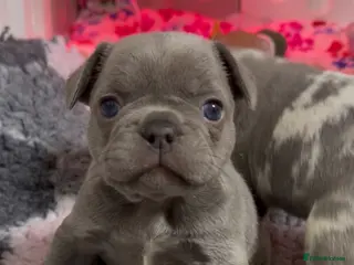 French Bulldog dogs French bulldog puppies - Advert 2