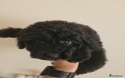 Toy Poodle dogs for sale: Toy poodle boys - Image 3