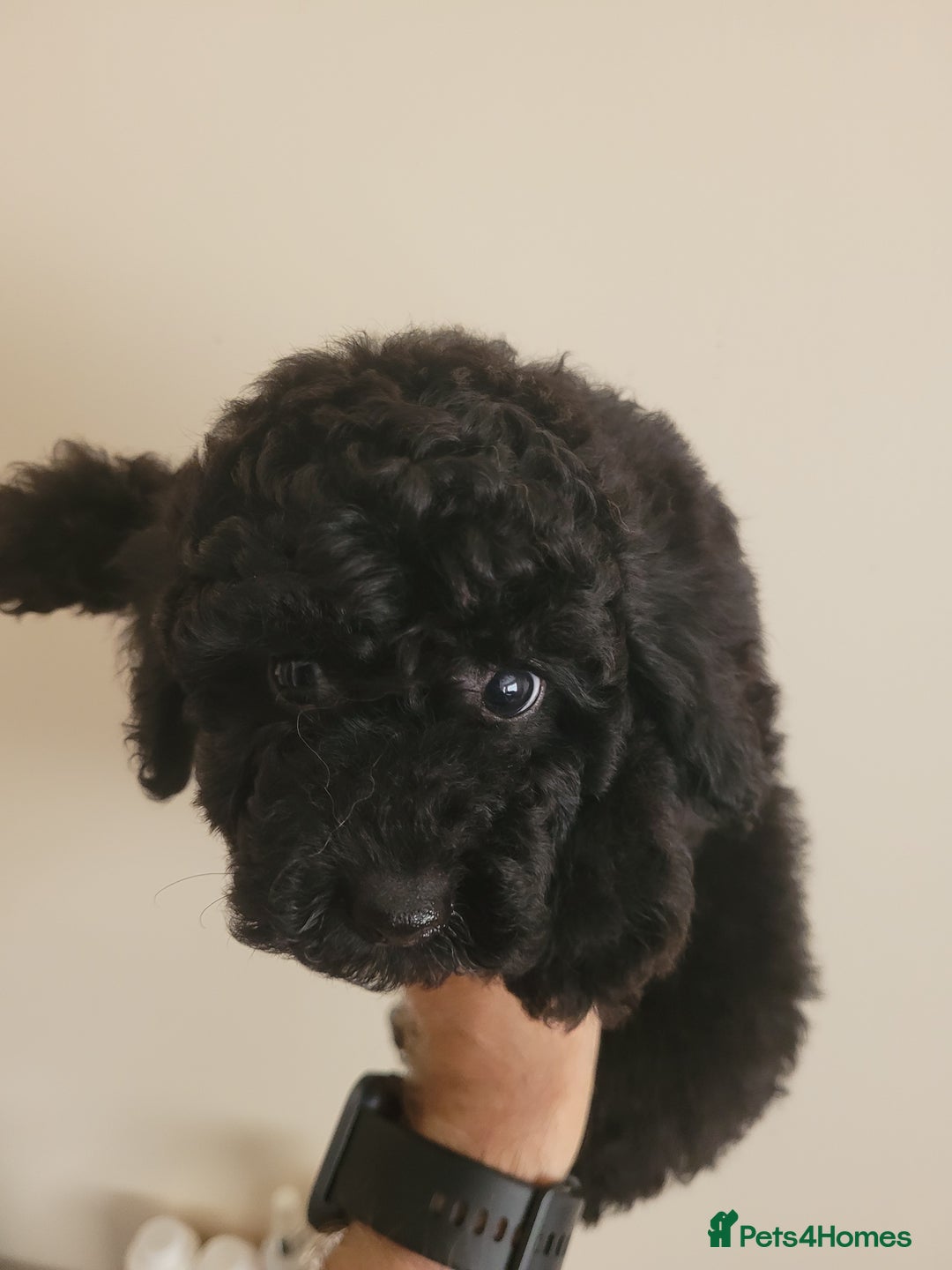 Toy Poodle dogs for sale: Toy poodle boys - Image 3