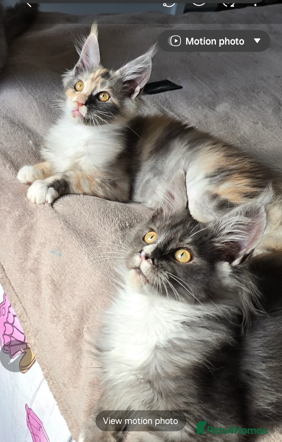 Maine Coon cats for sale: Stunning Maincoon kittens in Peterborough - Advert 7