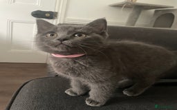 British Shorthair cats for sale: BSH x Ragdoll - Ready Now - Image 5