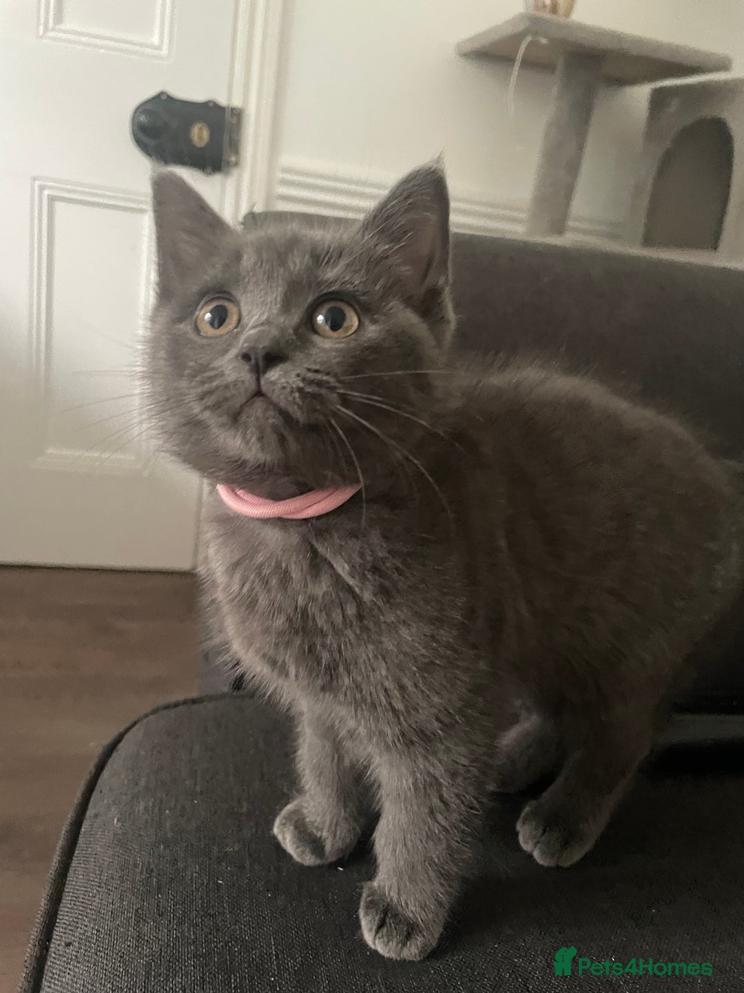 British Shorthair cats for sale: BSH x Ragdoll - Ready Now - Image 5