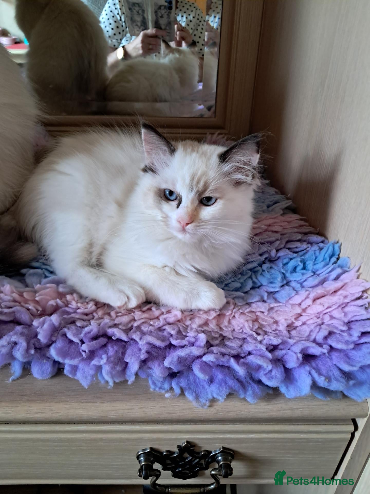 Ragdoll cats for sale: Ready Now Beautiful GCCF Ragdoll  - Advert 1