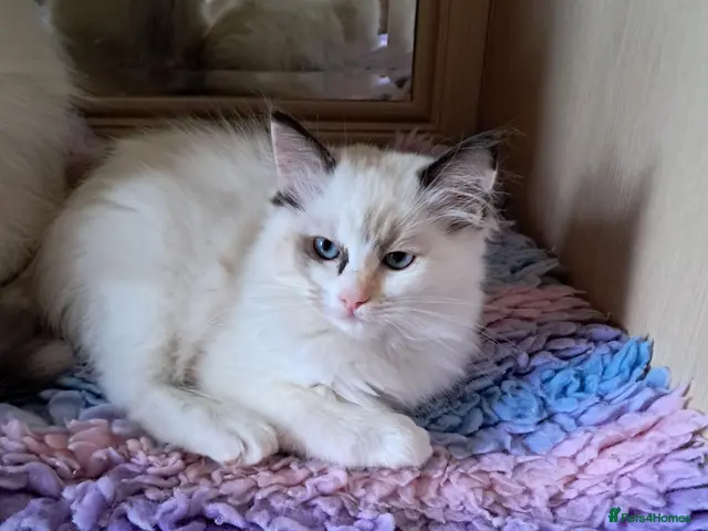 Ragdoll cats for sale: Ready Now Beautiful GCCF Ragdoll - Advert 1