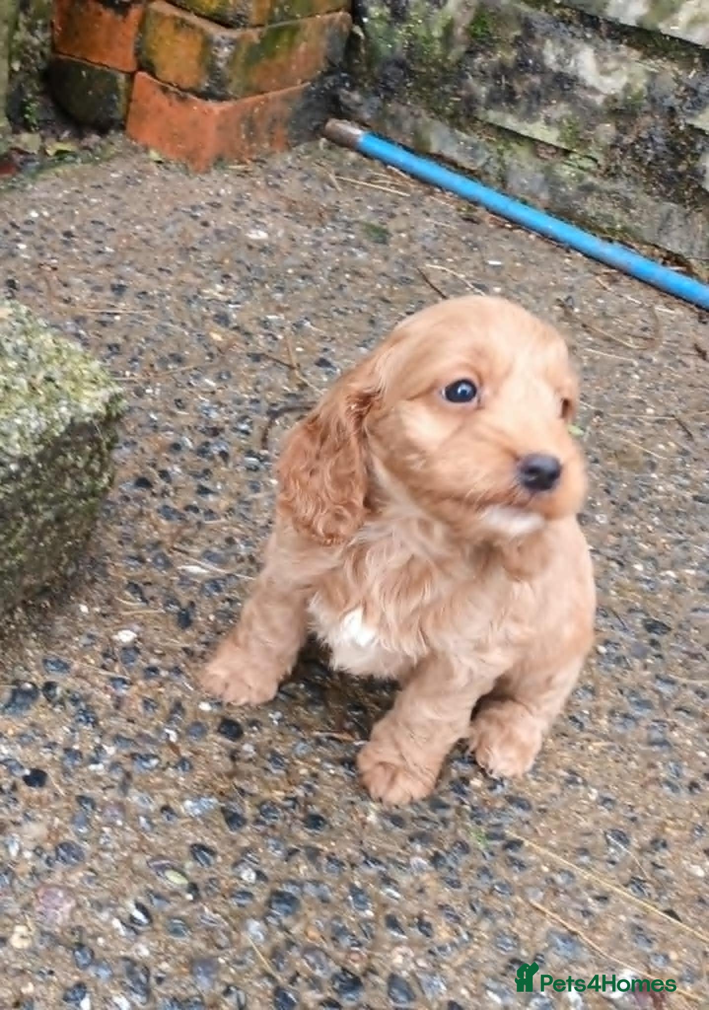 Cockapoo dogs SHOW TYPE COCKAPOO LOOKING FROM LICENCED BREEDER - Advert 4
