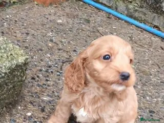 Cockapoo dogs SHOW TYPE COCKAPOO LOOKING FROM LICENCED BREEDER - Advert 4