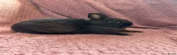 Netherland Dwarf rabbits for sale: Netherland Dwarf Baby Rabbits  - Advert 6