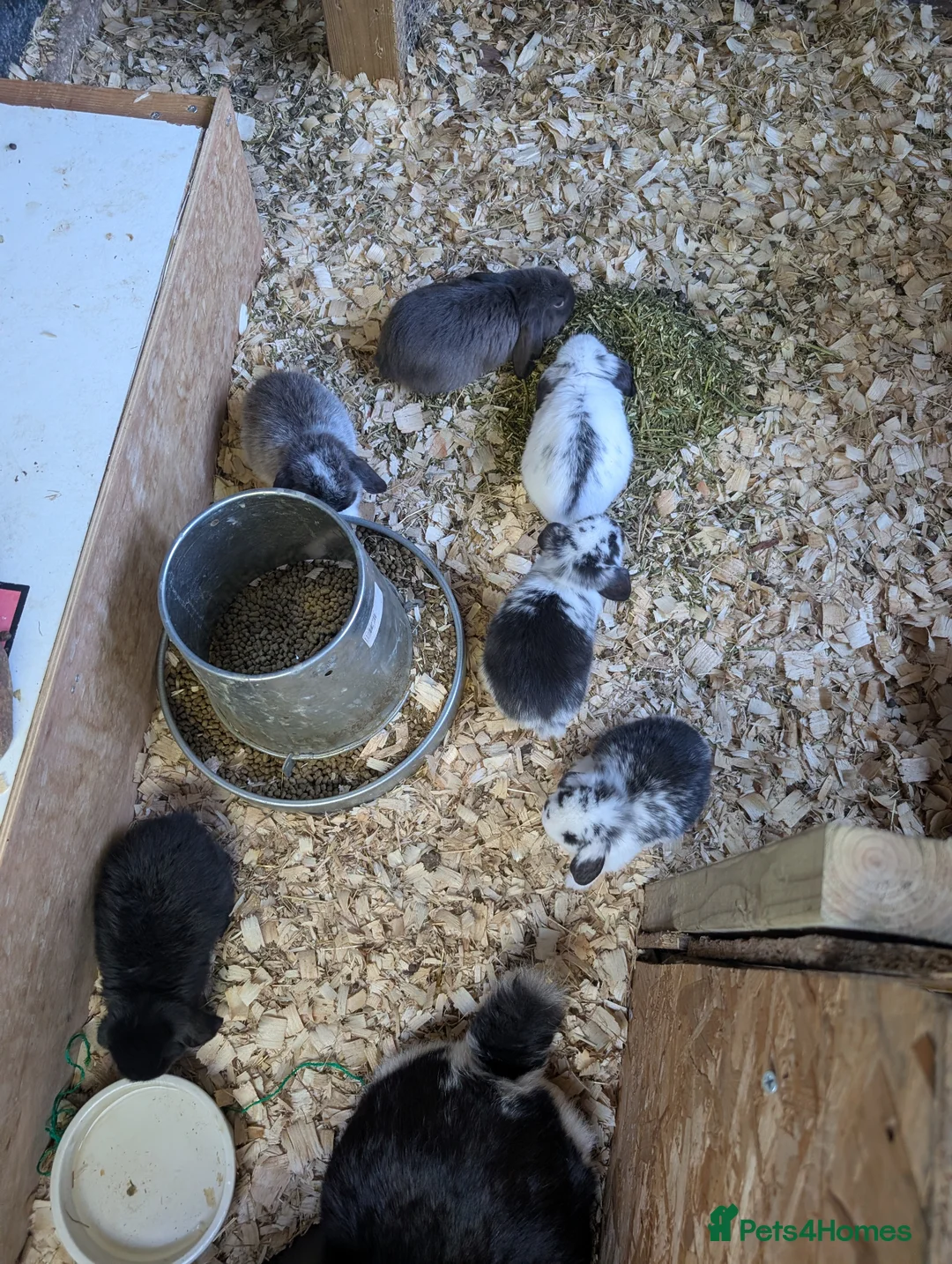 French Lop rabbits for sale: french lop babies in Tunbridge Wells - Advert 7
